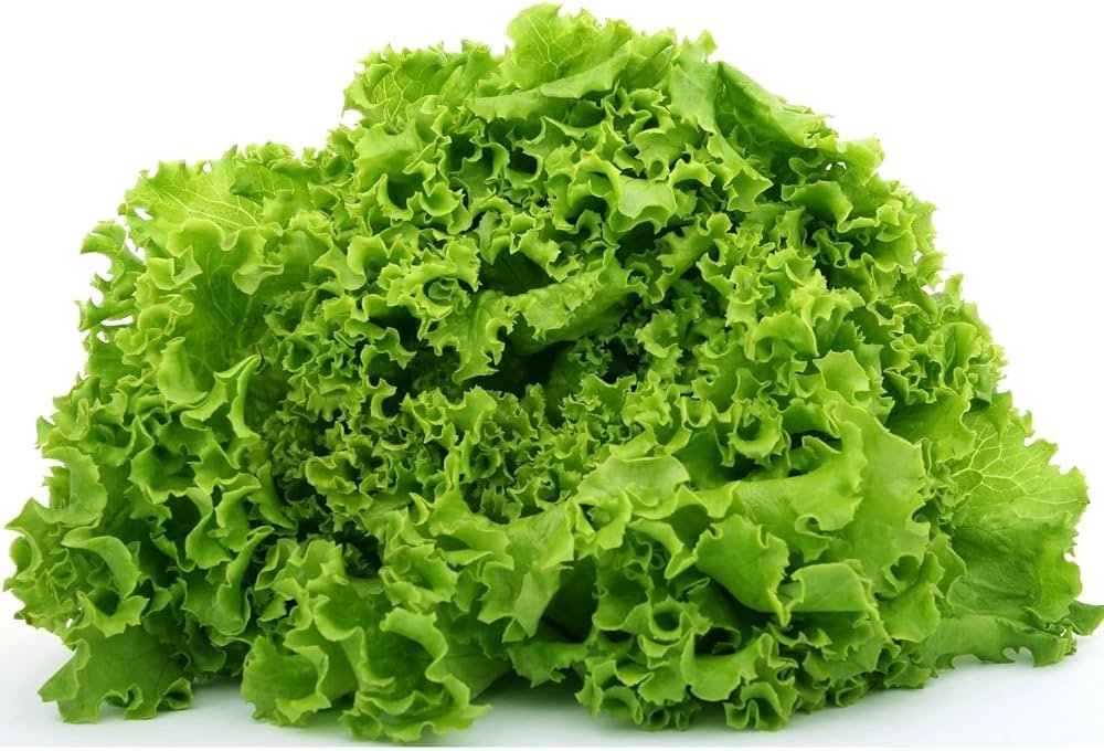 LETTUCE